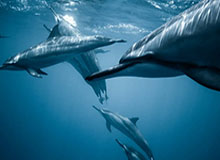 以“大发官网入口”为主题，开启安全合规的娱乐新体验